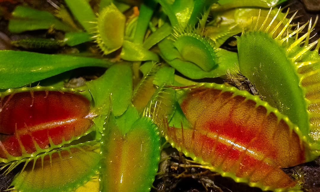 Handsome man - My, Carnivorous plants, Flowers