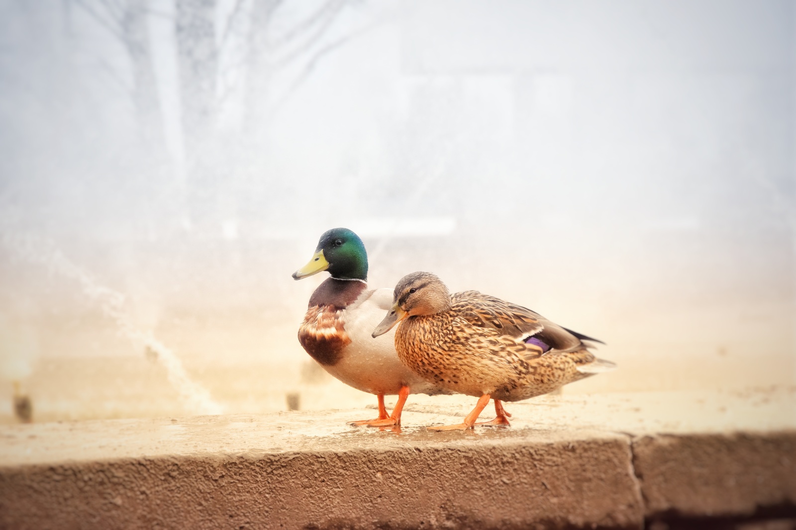 Spring walk... Ducks - My, Arkhangelsk, Duck, Spring, Fountain