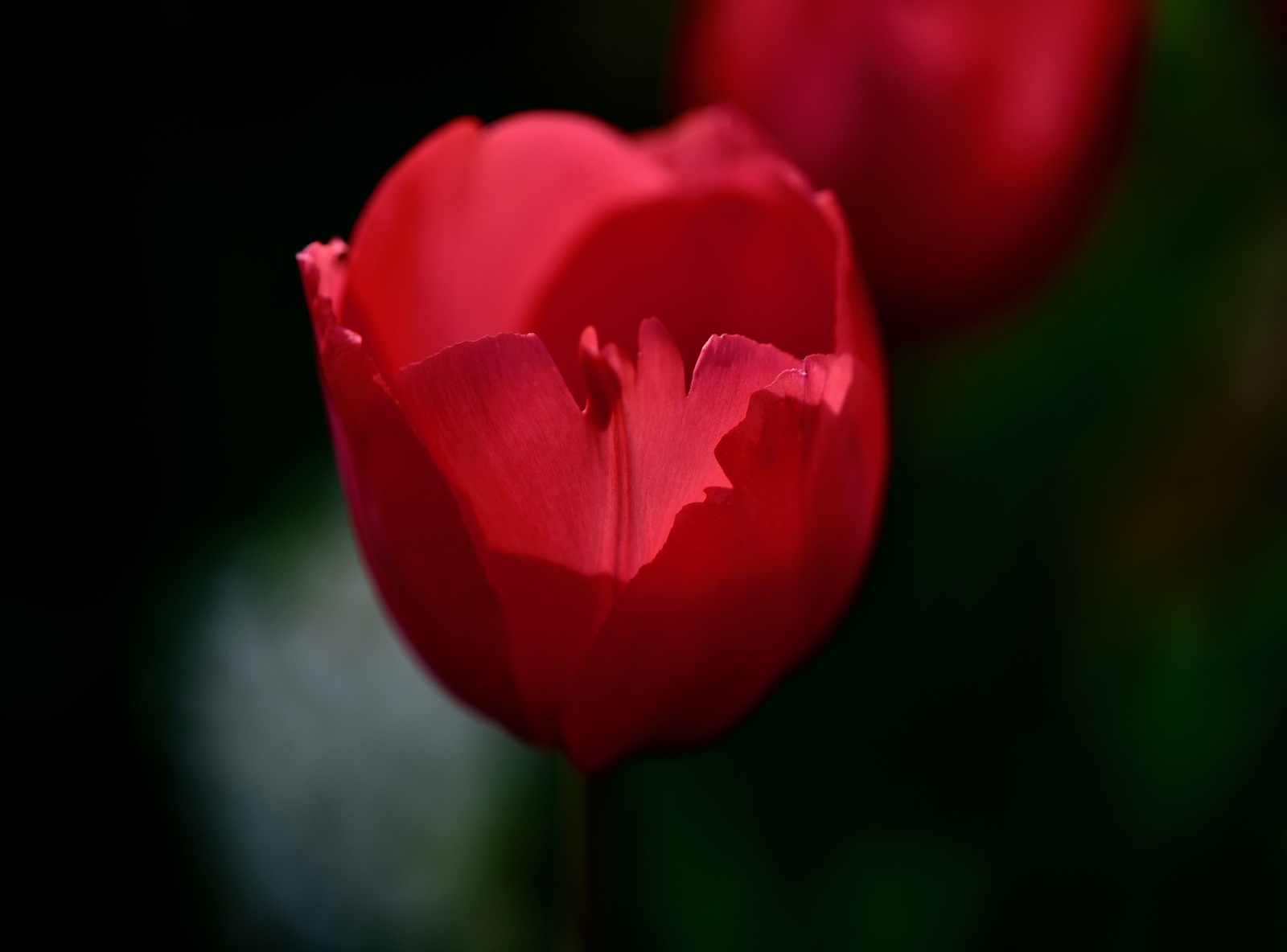 Tulip - My, , , Tulips, Nikon D810