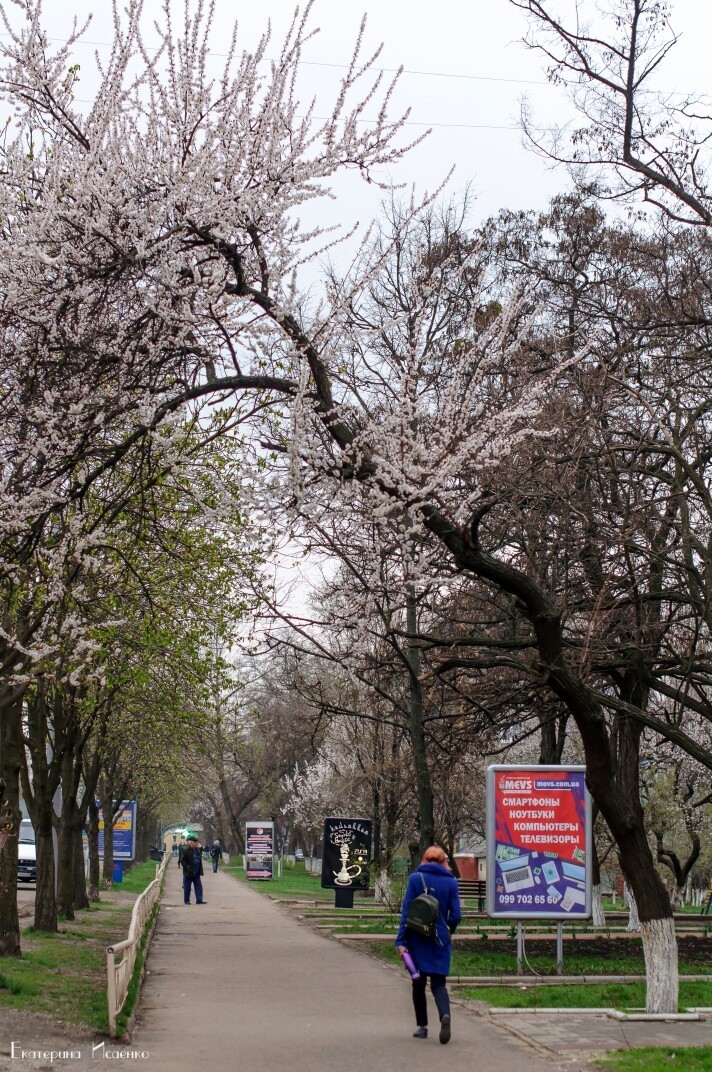 apricot color - Apricot, Bloom, Kramatorsk, Longpost