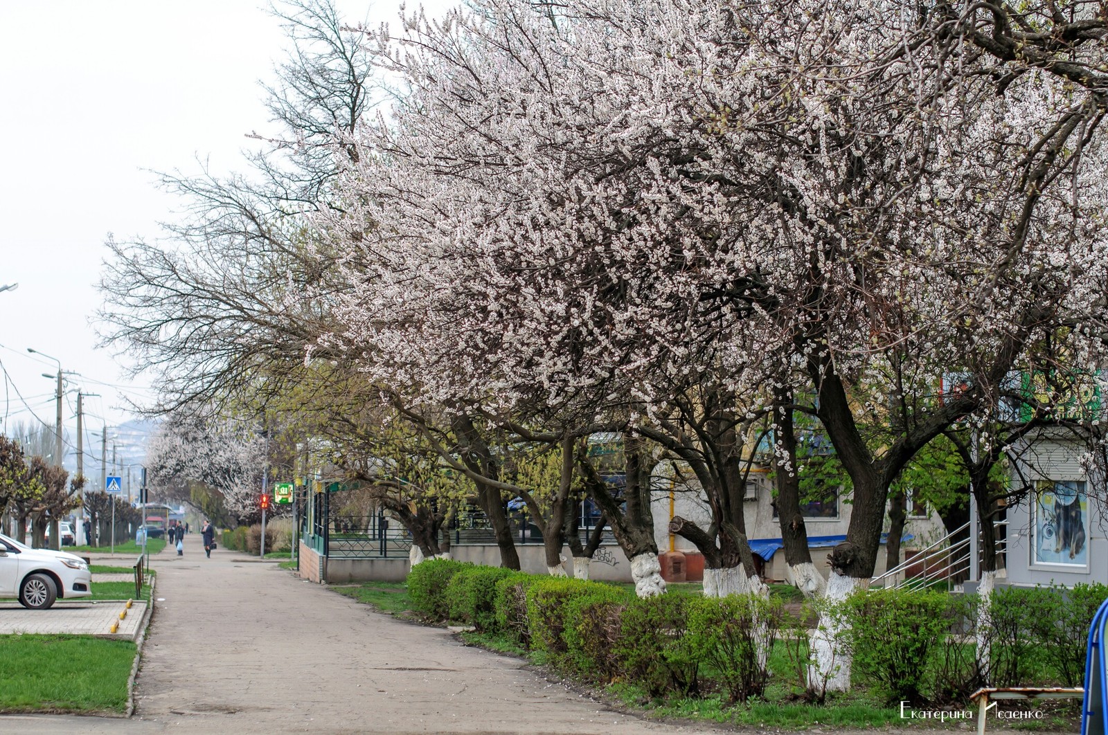 apricot color - Apricot, Bloom, Kramatorsk, Longpost