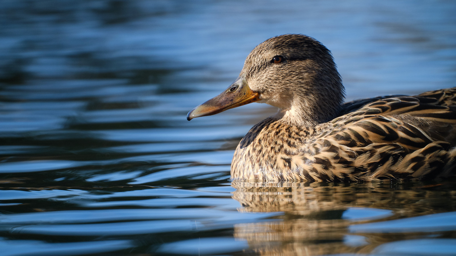 Ducks - My, Duck, The photo, The park, Zm-5sa, Longpost