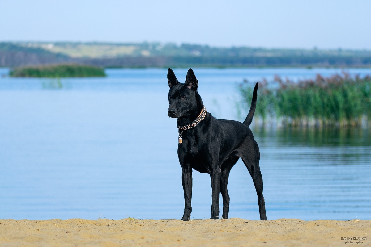 My eldest) Elfgrace Deliza Liende La Tarda aka Tera7.5 years - My, Dog, Thai Ridgeback, , , , Longpost, Breed