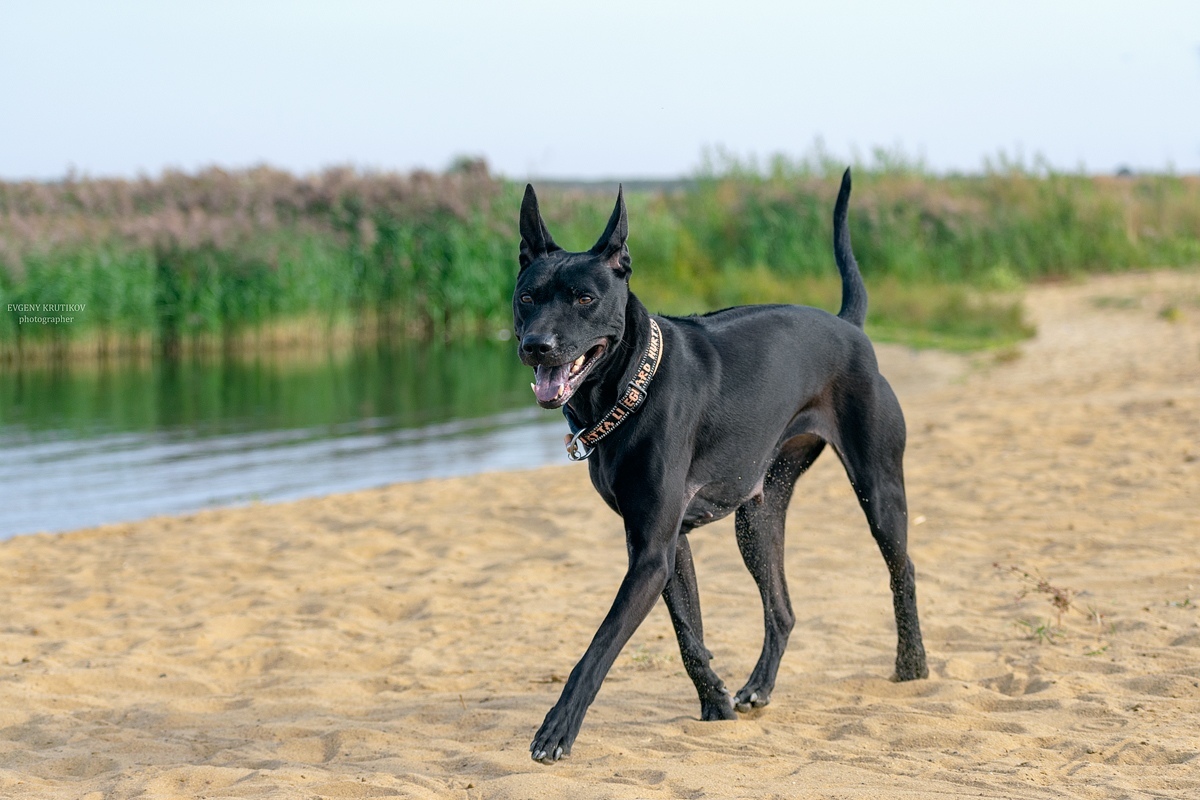 My eldest) Elfgrace Deliza Liende La Tarda aka Tera7.5 years - My, Dog, Thai Ridgeback, , , , Longpost, Breed