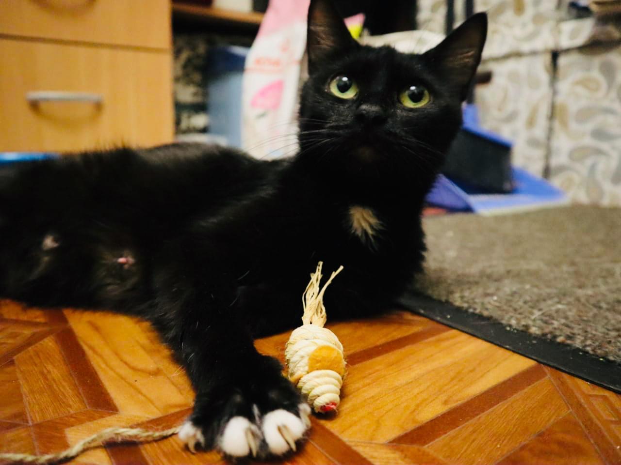 The black cat Mona is a victim of her owners' greed. We are looking for a home for her. Time is running out. [The cat went to a new home] - My, Saint Petersburg, cat, Help, The photo, Longpost, No rating, In good hands, Helping animals