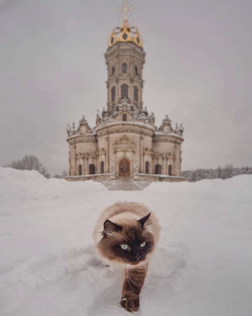 Помяукал с богом... - Церковь, Кот, Милота, Верующие, Домашние животные