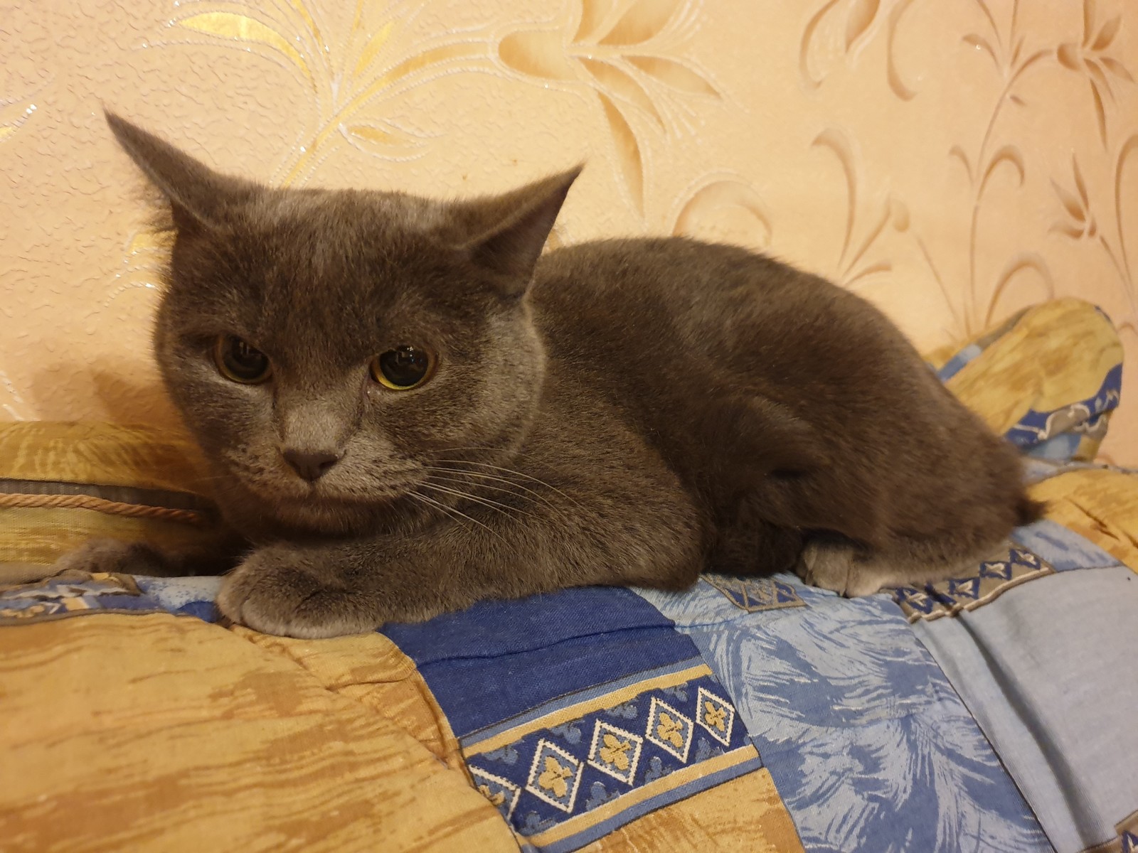 Барнаул котята в добрые. Найден кот Барнаул. Найдена кошка Барнаул. Потеряшки Барнаул кошки.