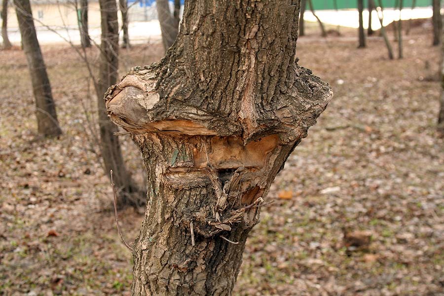 Grimaces of nature - My, Saransk, Tree, Fence, Humor, Mask, Longpost