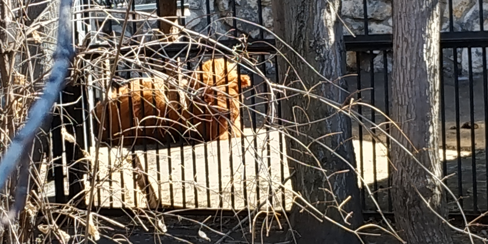 Rare animal of the Moscow Zoo - My, Moscow, Zoo, Russia, Animals, Longpost