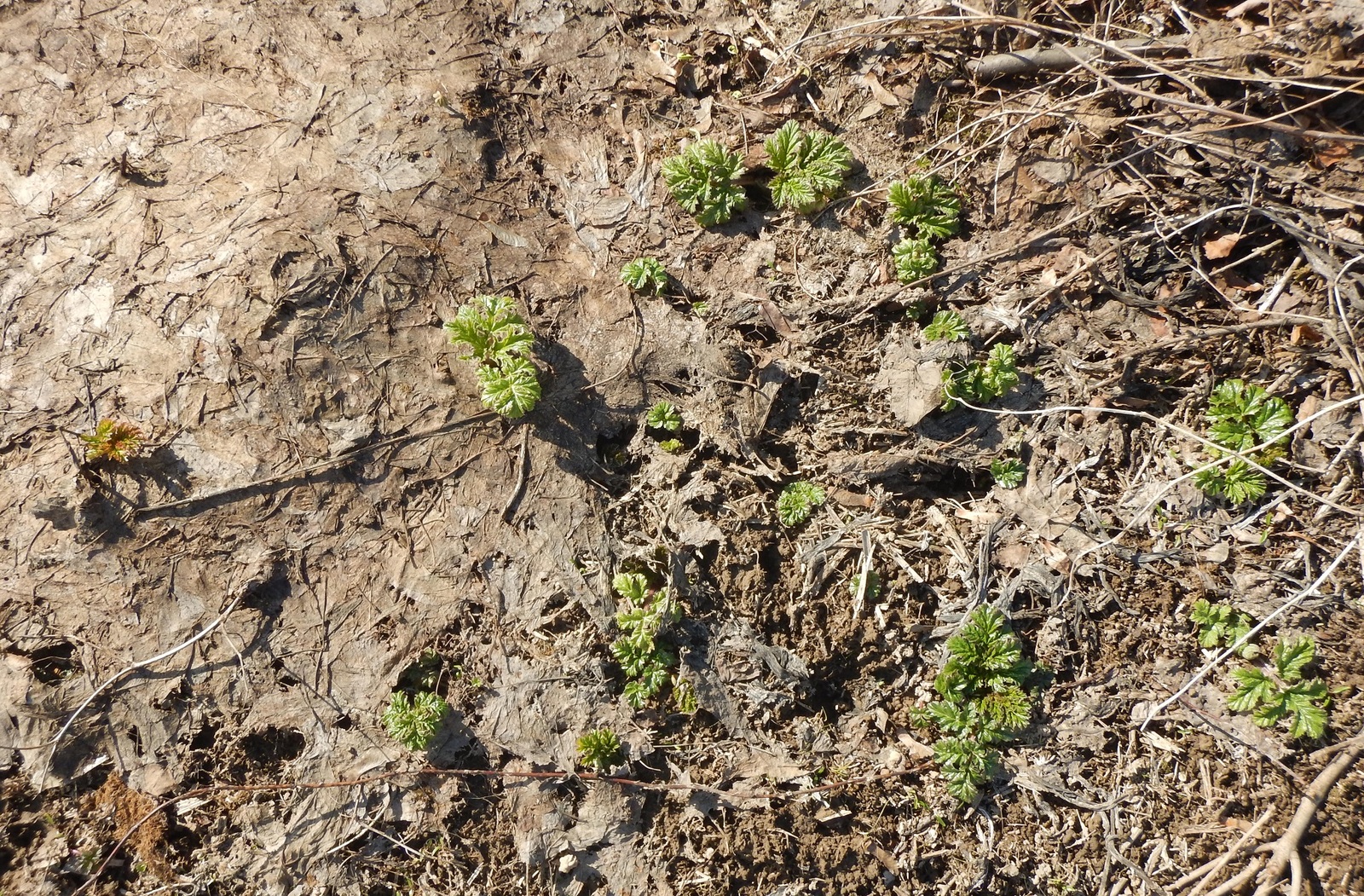 Zerg hogweed congratulates earthlings on Cosmonautics Day 2019 - My, The photo, Earthlings vs. Hogweed, Hogweed, Weeds, Nature, Spring, Greenery, Plants, Longpost