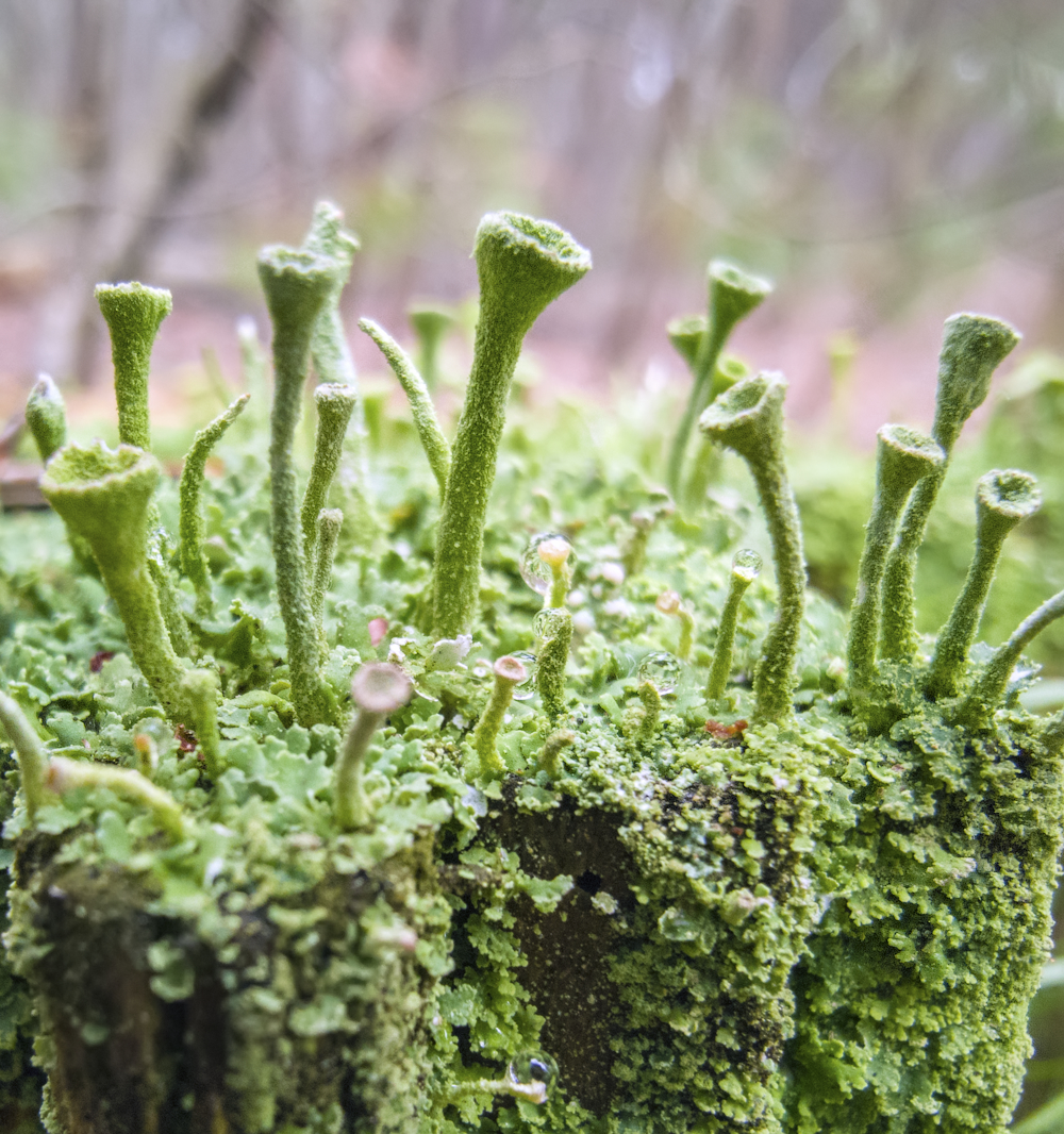 phone calls - My, Macro, Macro photography, Moss, The photo, Forest, Microworld, Longpost