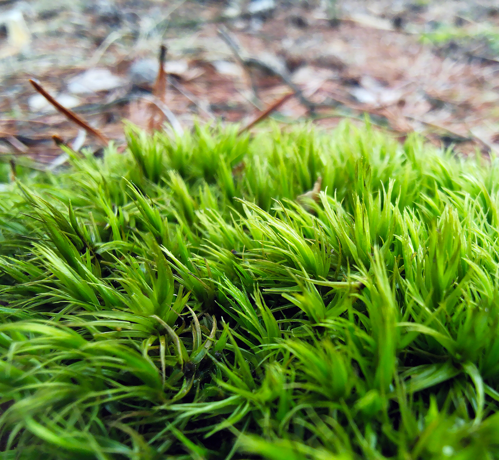 phone calls - My, Macro, Macro photography, Moss, The photo, Forest, Microworld, Longpost