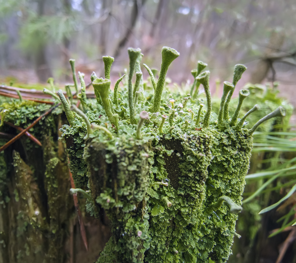 phone calls - My, Macro, Macro photography, Moss, The photo, Forest, Microworld, Longpost