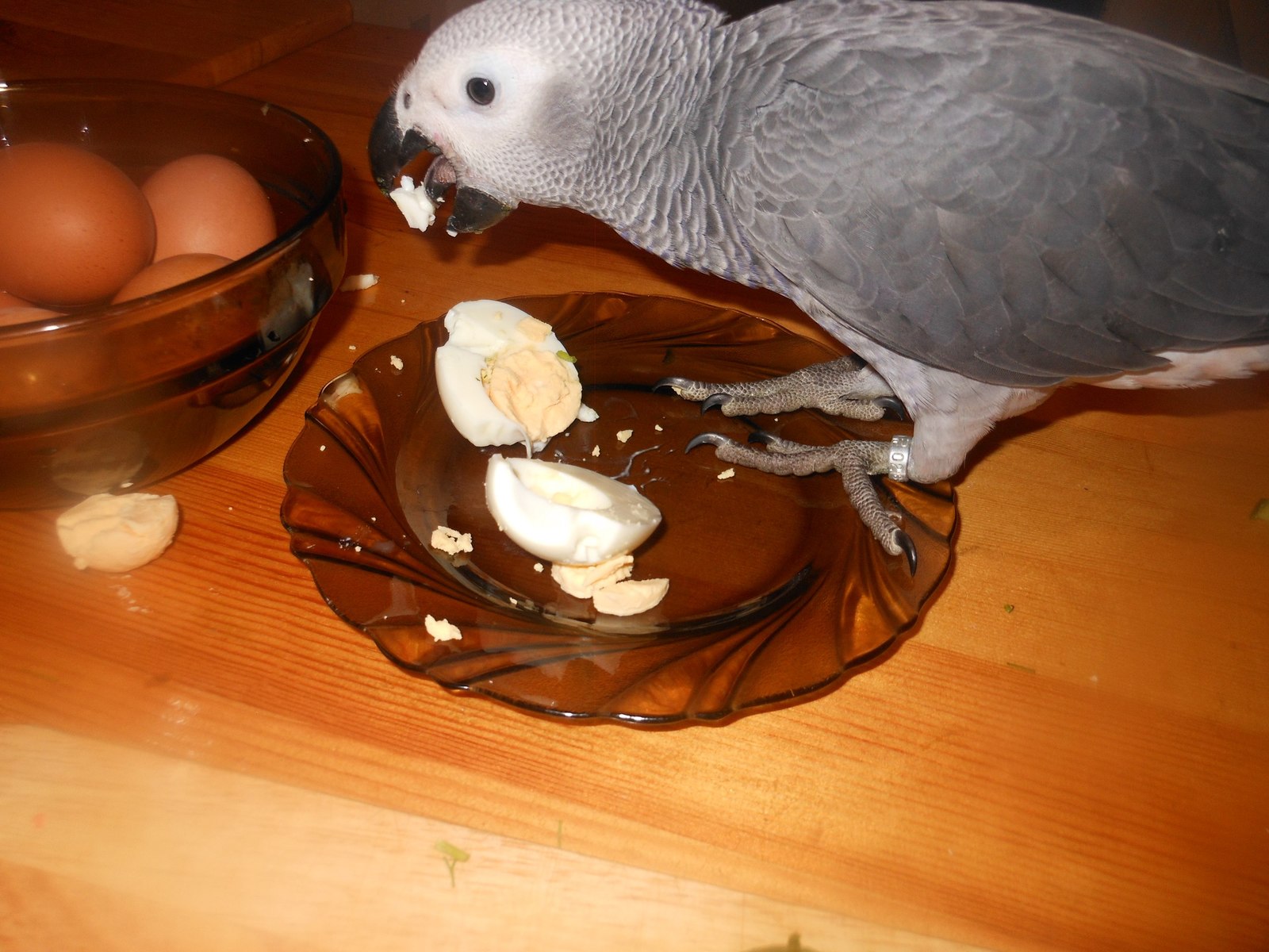 Cannibals - A parrot, The photo, Longpost