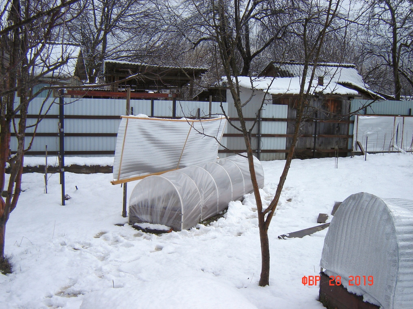 The first potato - 2 Krasnodar Territory. - My, Potato, Краснодарский Край, Longpost