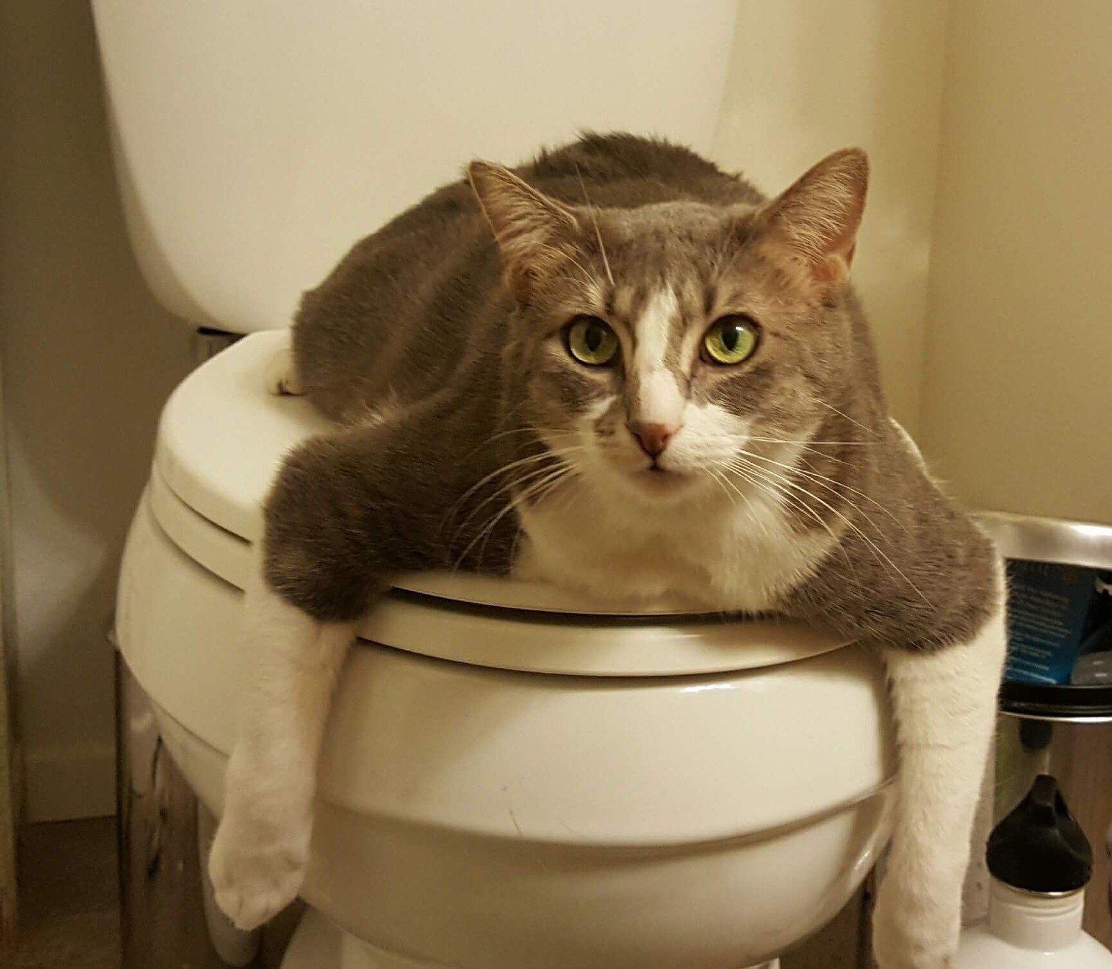 On guard - cat, Catomafia, Toilet