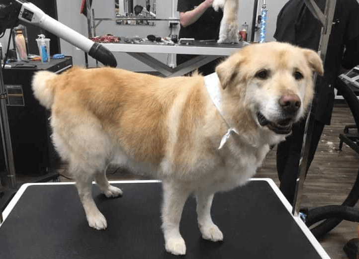 Abandoned 70kg dog gets a second chance - Dog, Animals, Health, Weight, Longpost, Diet