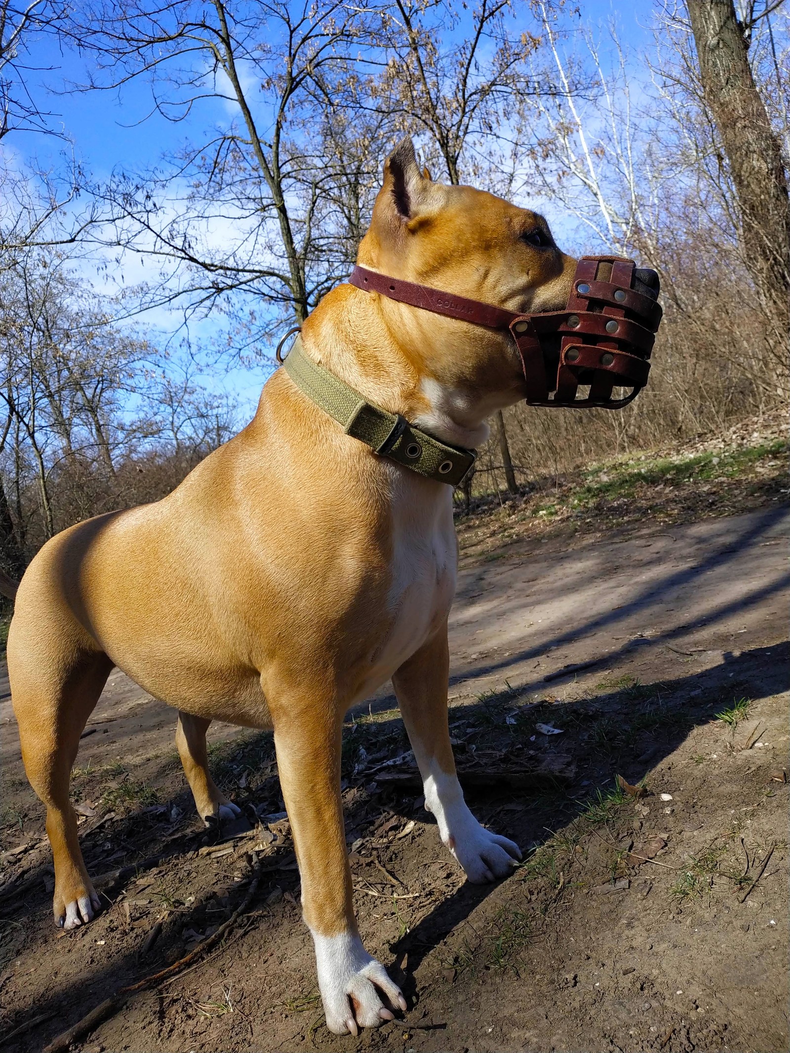 Dog in the grove reveler) - My, Amstaff, Walk, Longpost