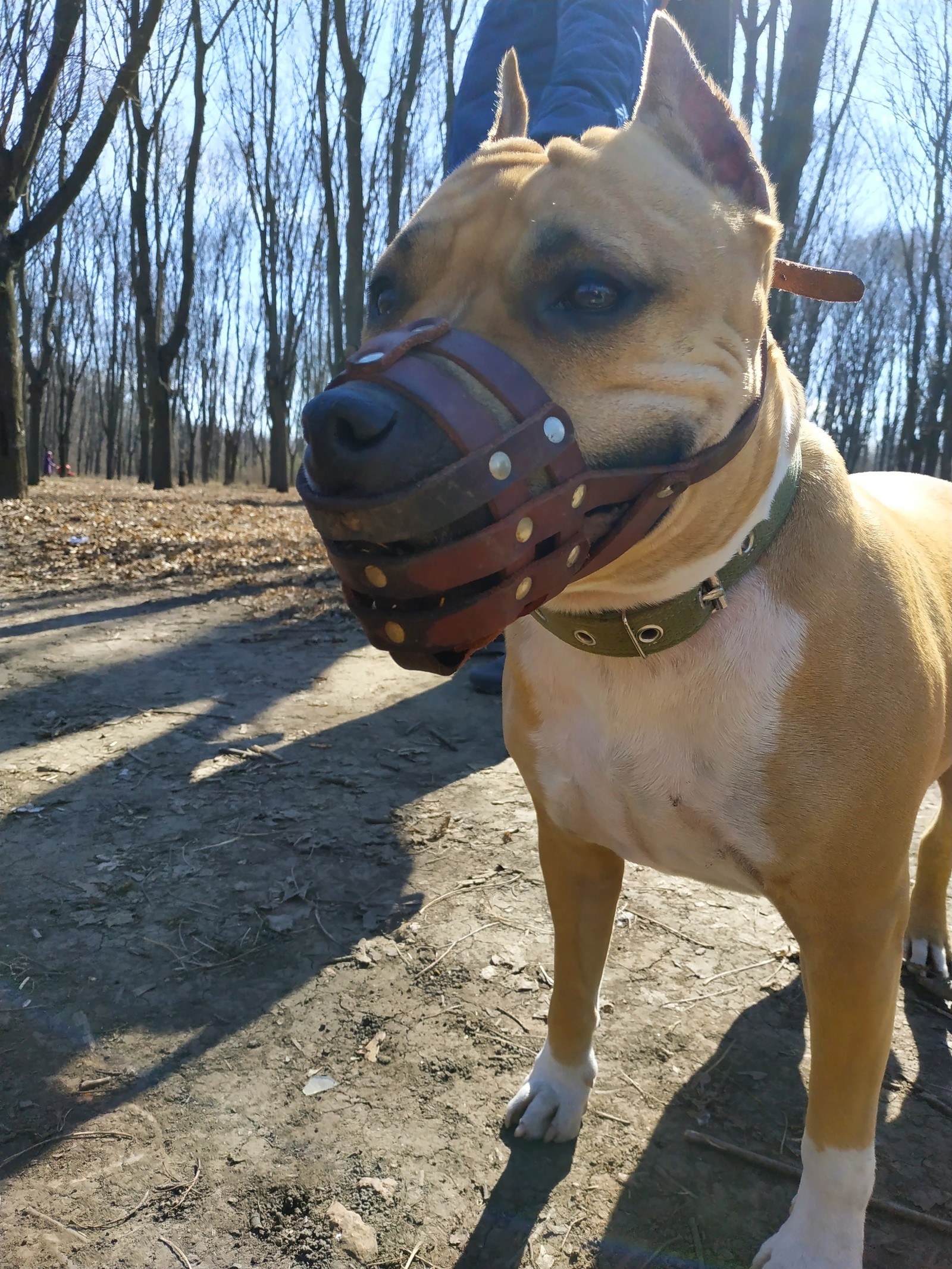 Dog in the grove reveler) - My, Amstaff, Walk, Longpost