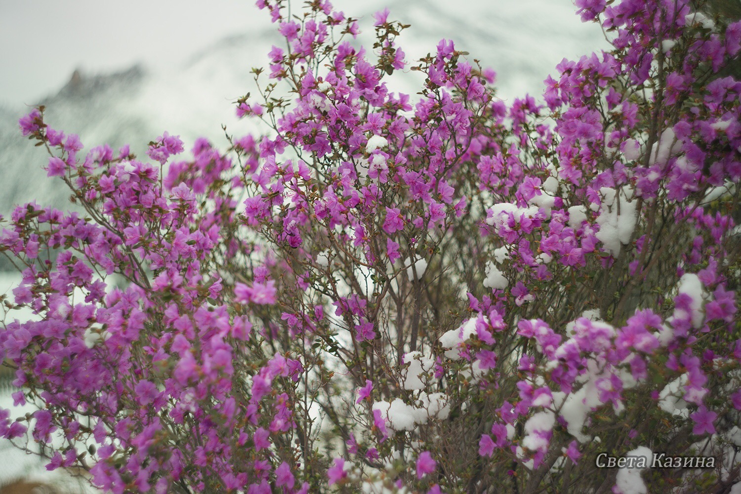 Maral has blossomed in Altai - Altai, Mountain Altai, The photo, Maralnik, Longpost, Altai Republic
