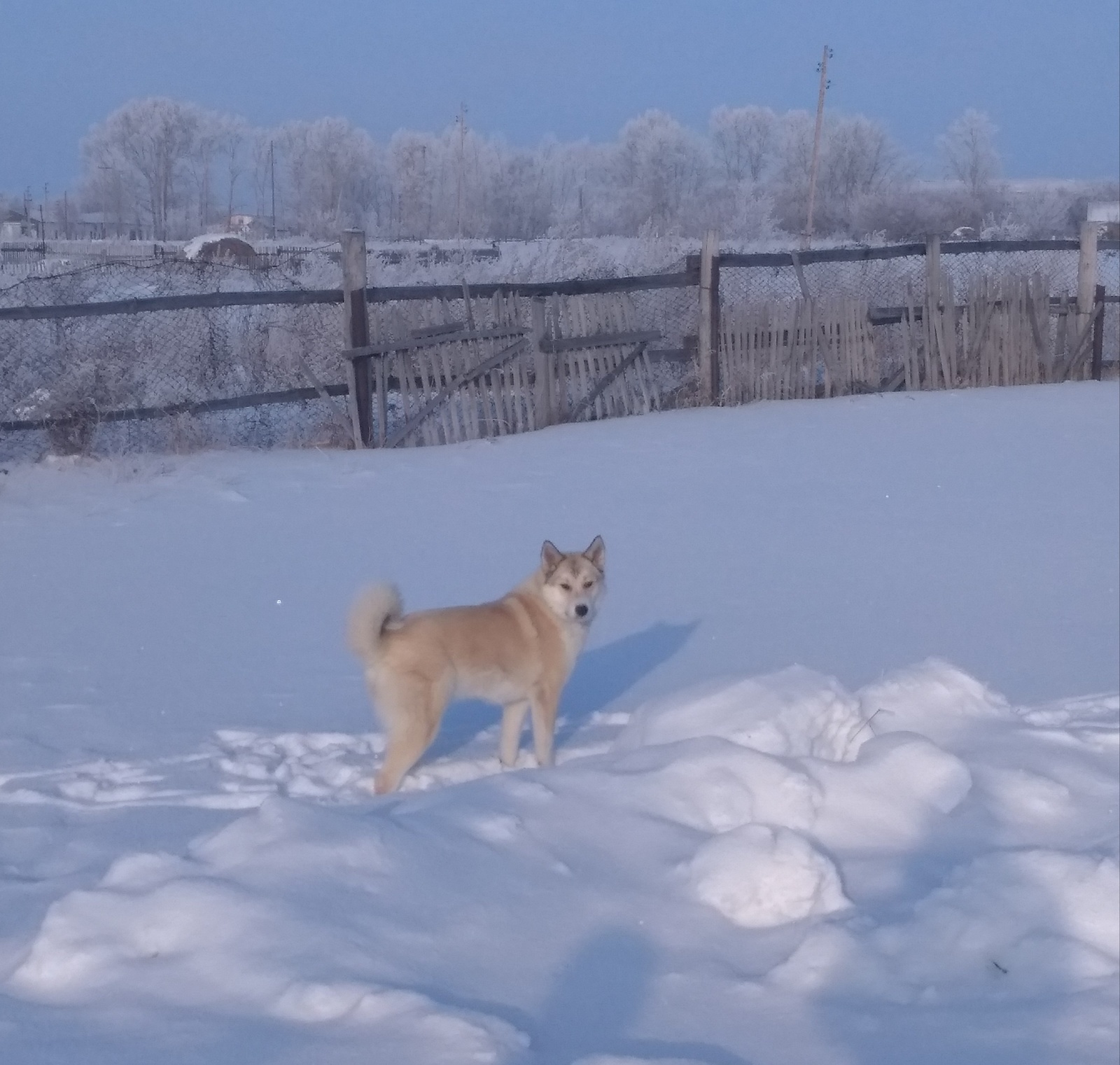 My beggar - My, Dog, Dog days, Longpost, Laika