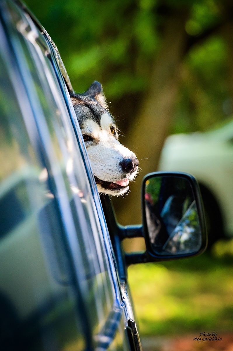 I continue to publish reportage pictures from dog shows that took place in the South of Russia in 2018, pleasant viewing))) - My, Dog, Dogs and people, Dog show, Animalistics, Longpost