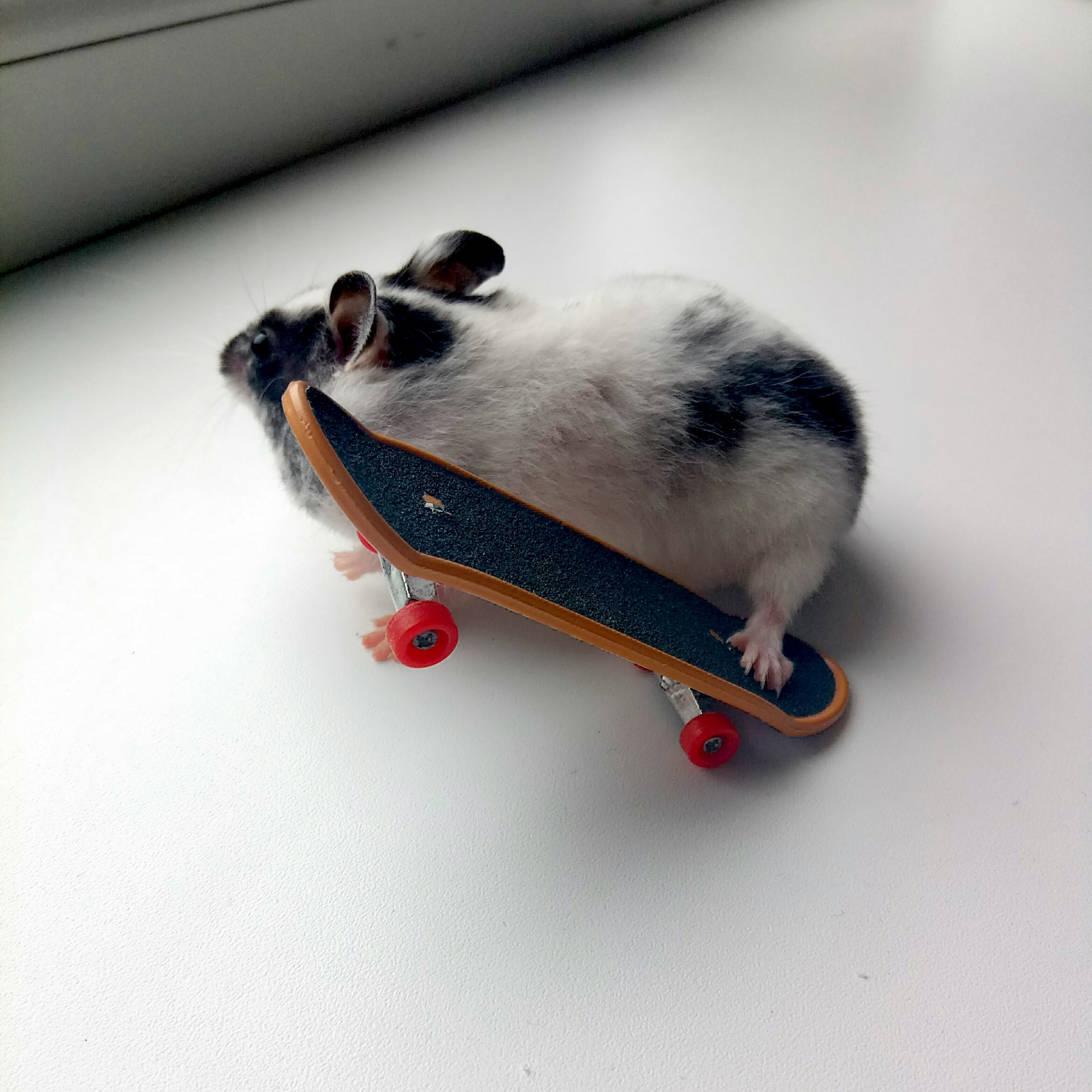 Skateboarder. - My, Hamster, Skateboarder, Longpost