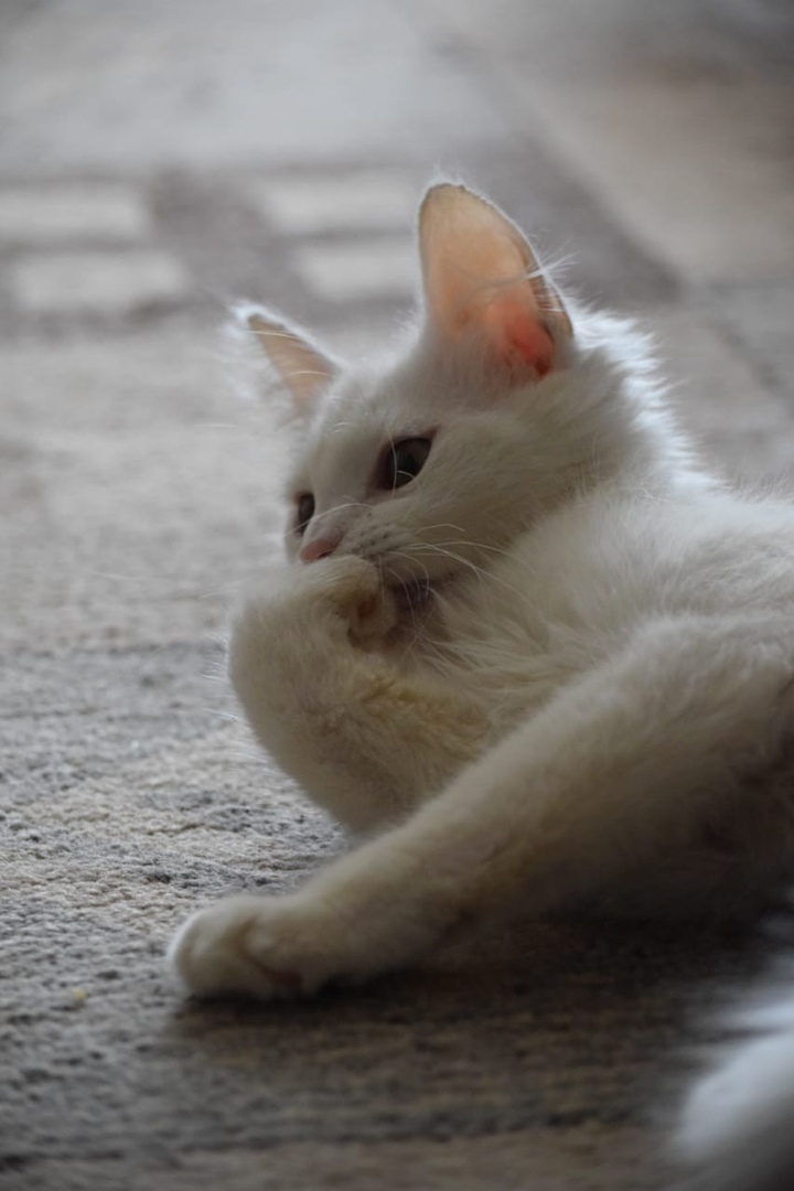 Before and after - absolutely white kitten. Transformation. - My, cat, It Was-It Was, Help, Volunteering, Catomafia, The photo, Longpost, Helping animals