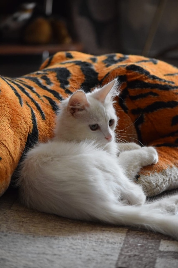 Before and after - absolutely white kitten. Transformation. - My, cat, It Was-It Was, Help, Volunteering, Catomafia, The photo, Longpost, Helping animals