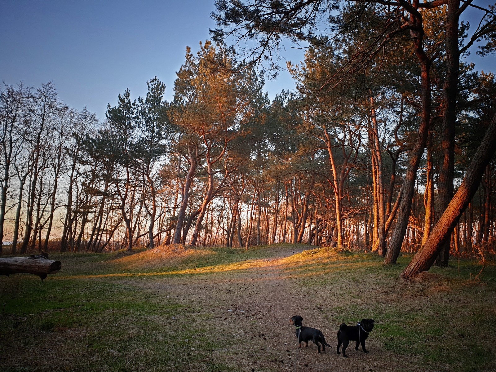 Magical Baltic Sea at sunset - My, Dog breeds, Hunting dogs, Dachshund, Pug, Sunset, Baltic Sea, Longpost, Dog