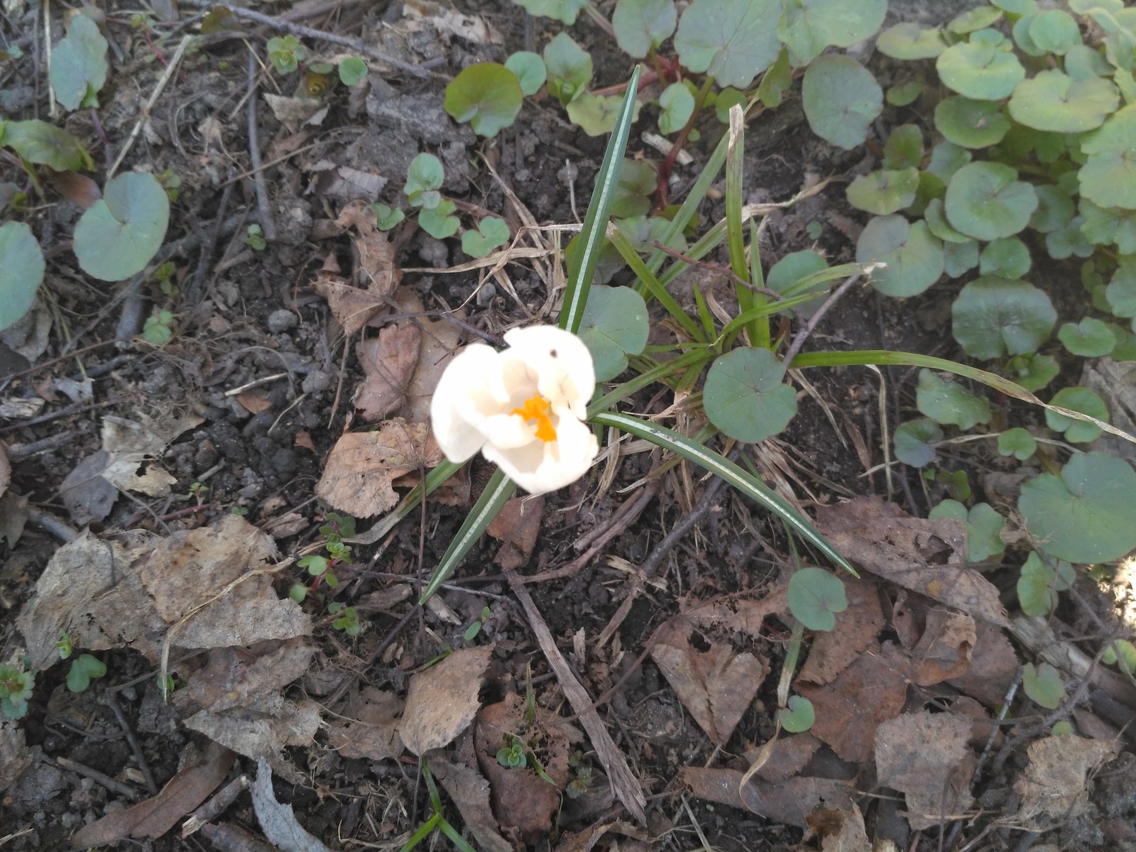 Humans, you are not hopeless. - My, Crocus, Flowers, The photo, Primroses, Longpost