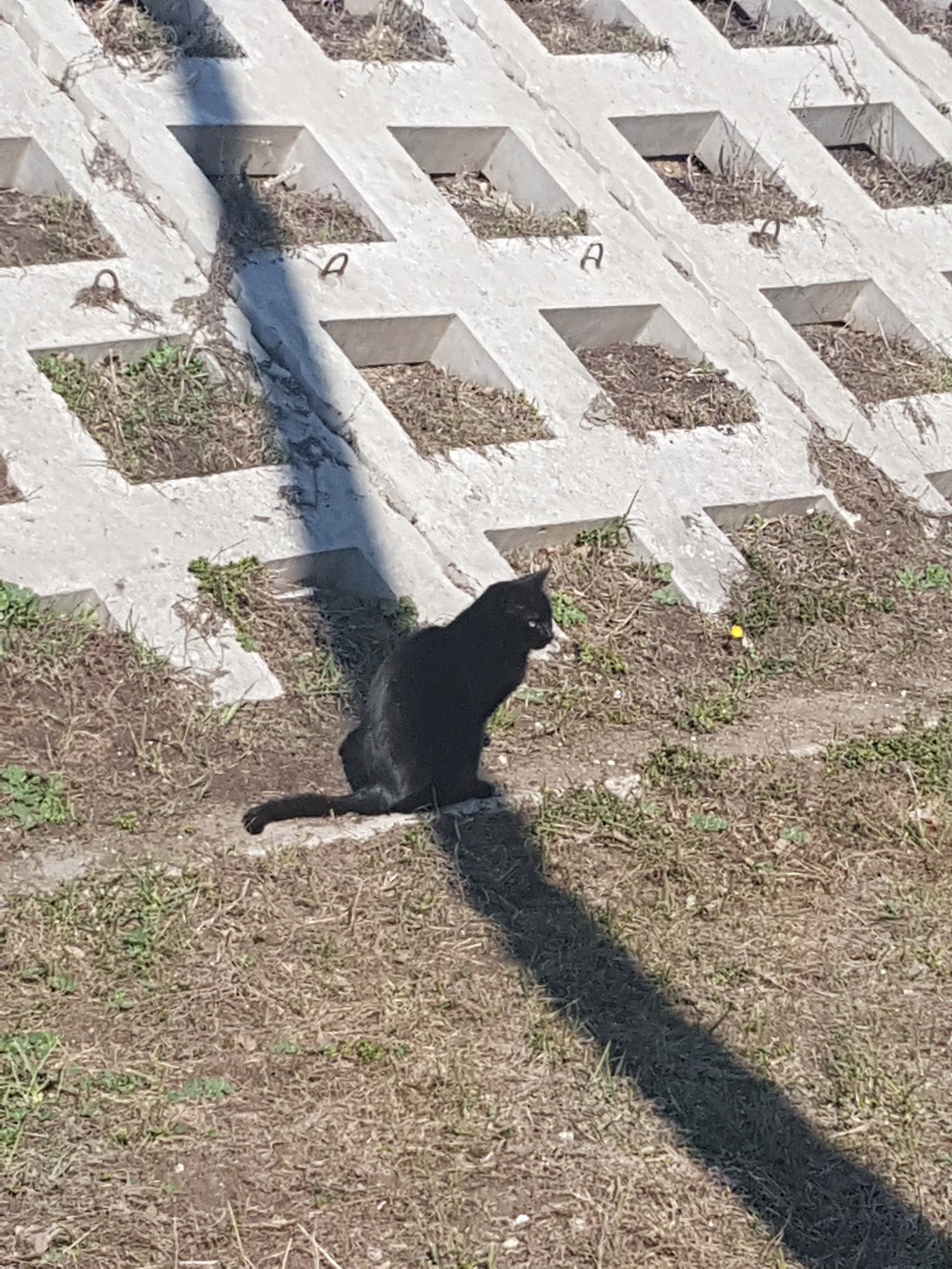 All Friday cats - My, cat, Black cat, Moscow, Longpost