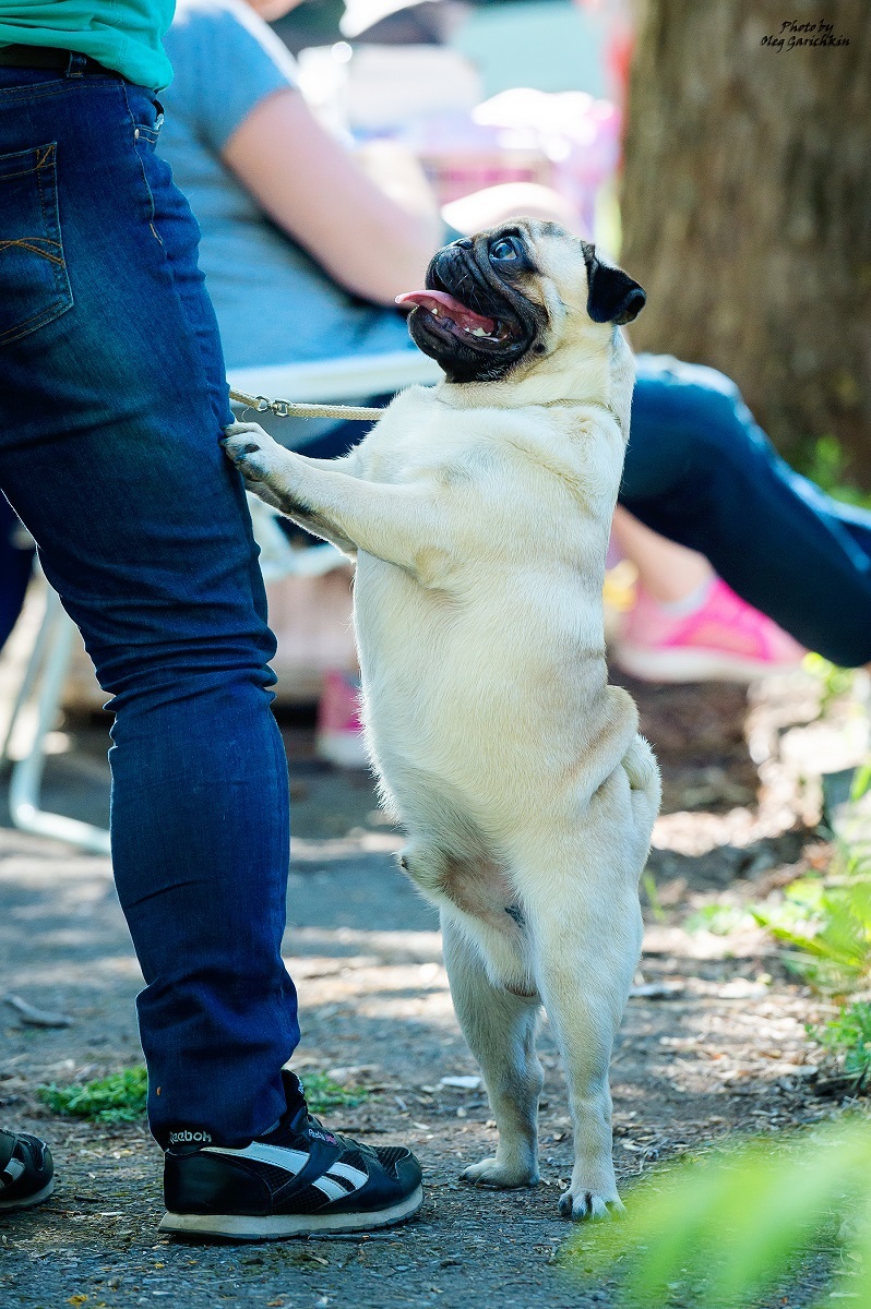 Another series of reportage pictures from dog shows that took place in the South of Russia in 2018, pleasant viewing))) - My, Dog, Dogs and people, Dog show, Animalistics, Longpost