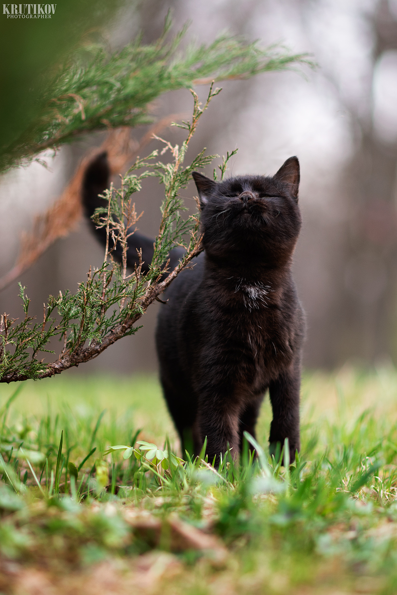 Миленький котёнок. - Моё, Кот, Милота, Фотография