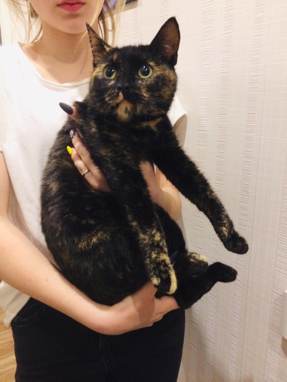 Brownie without a home. [The cat went to a new home] - My, cat, Search, In good hands, Help, No rating, Saint Petersburg, The photo, Longpost, Helping animals