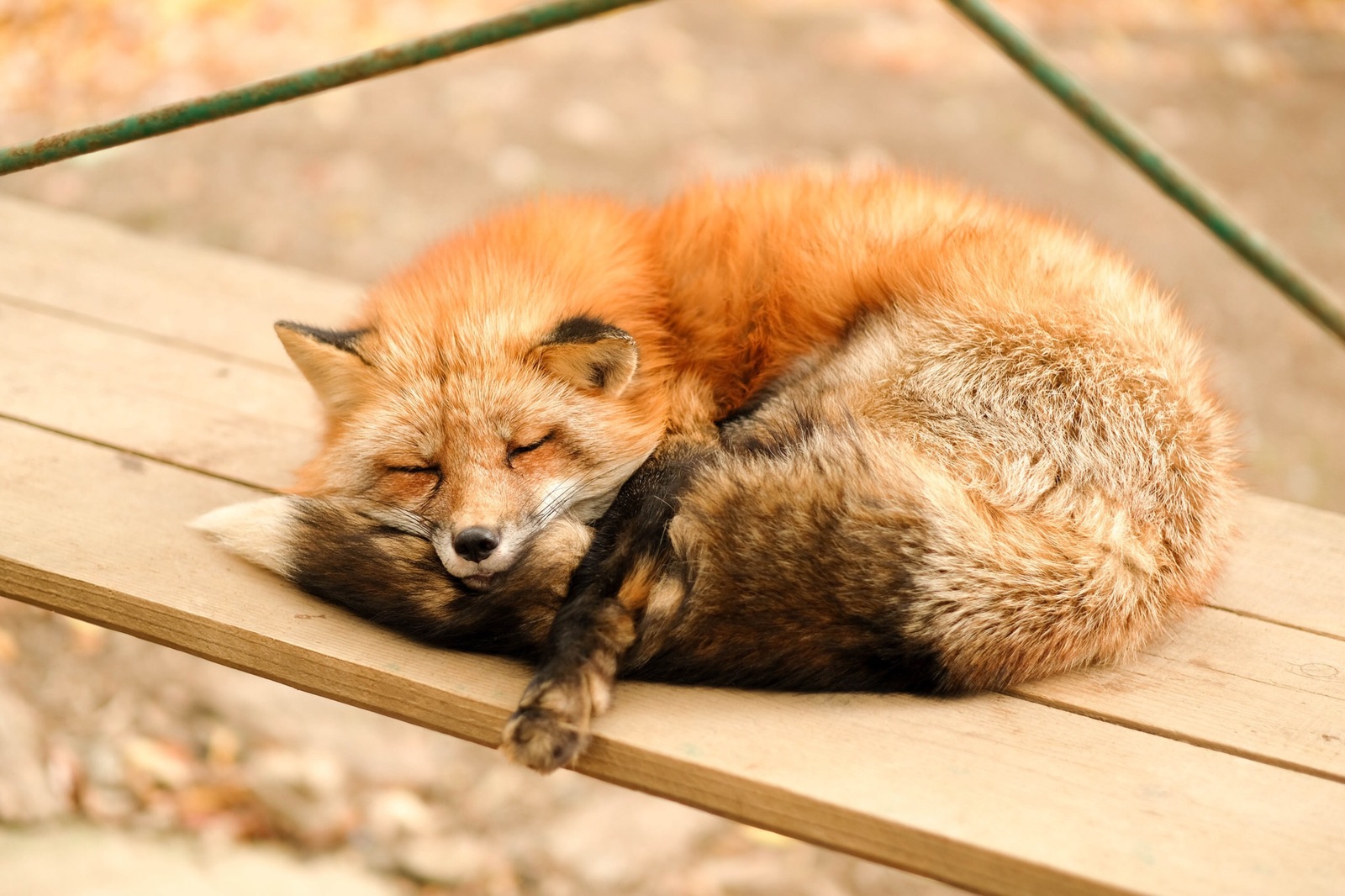 Soft ball ^.^ - Fox, Animals, The photo, Milota