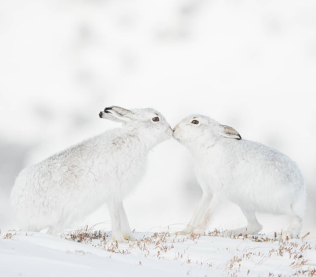 Romance - The photo, Animals, Hare, Snow