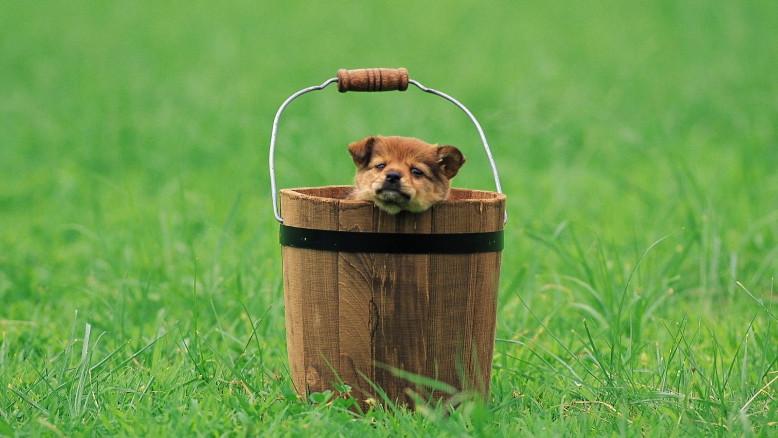 Bucket with a puppy - Dog, Beautiful, Grass, Bucket