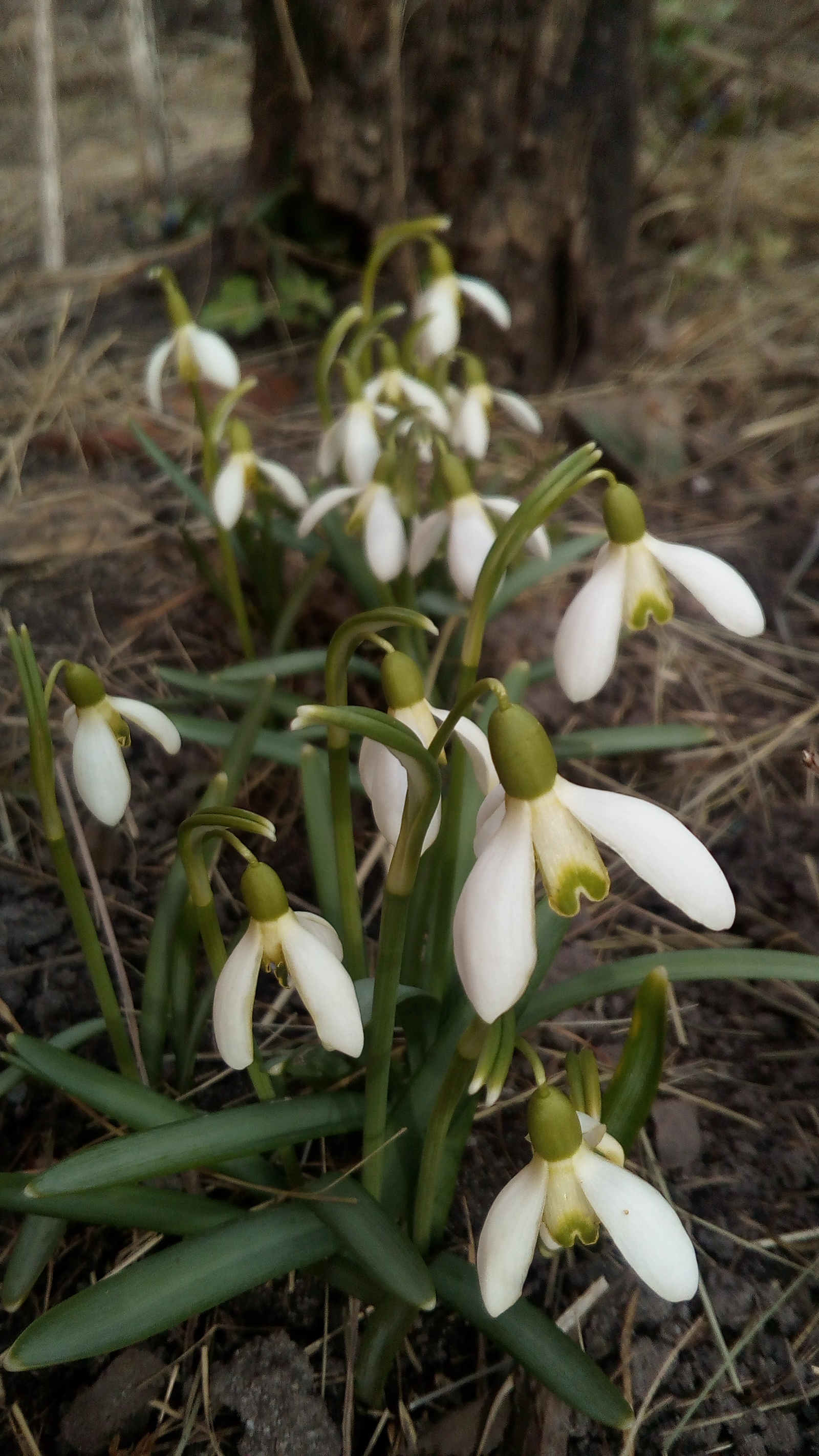 Snowdrops - My, Snowdrops, The photo, Spring, Snowdrops flowers