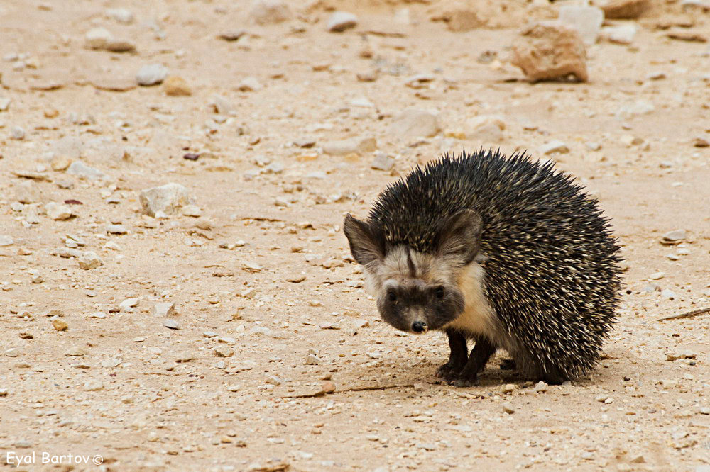 Beware of hedgehogs - My, Hedgehog, Nature, Positive, Longpost, Informative, Mat