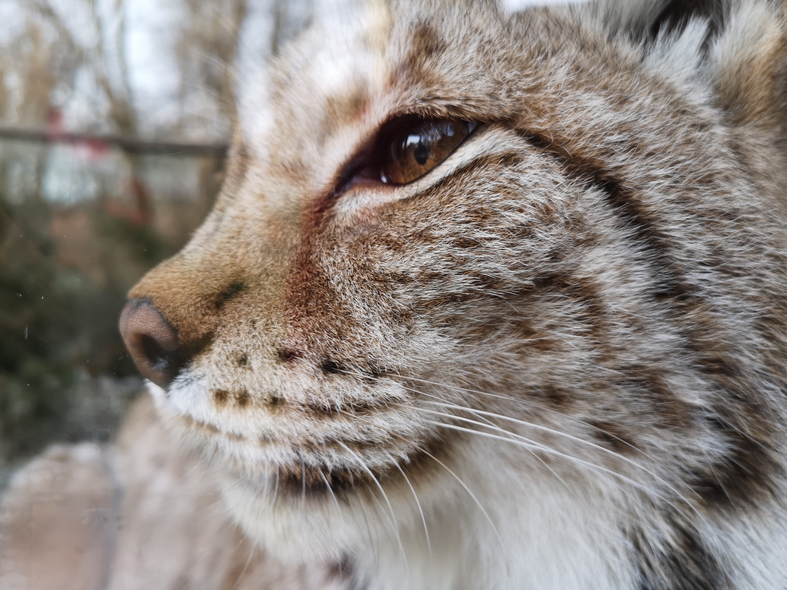 Big cat - My, Zoo, , cat