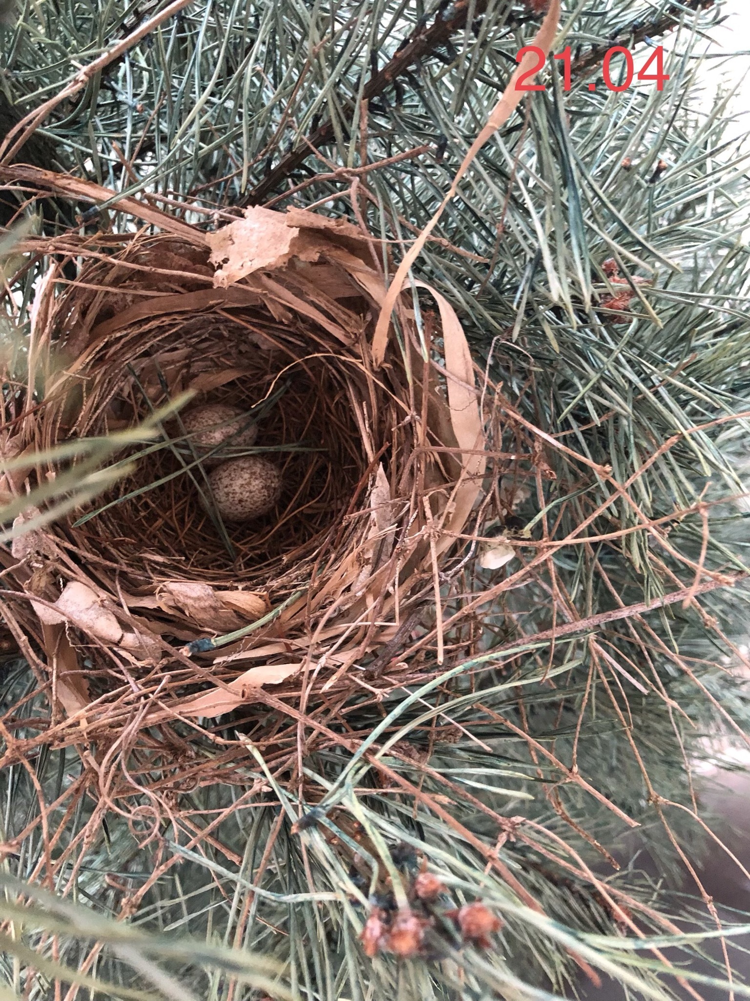 Red cardinal chicks - My, Birds, , Chick, Red Cardinal, Christmas trees, USA, Video, Longpost