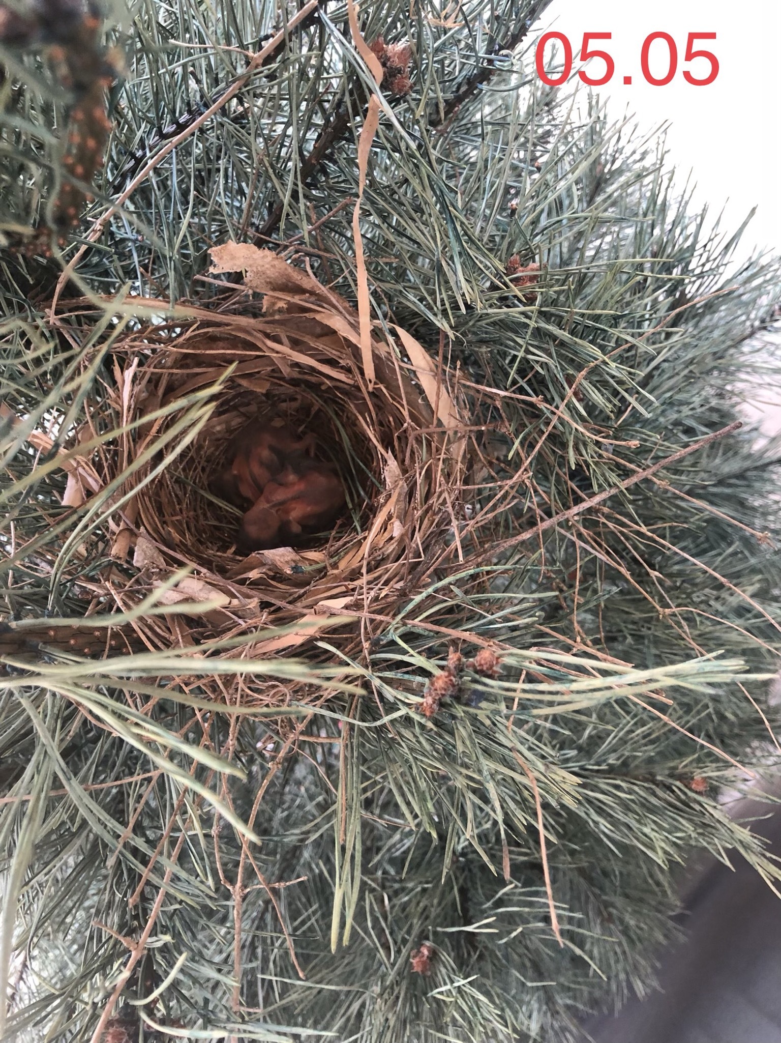 Red cardinal chicks - My, Birds, , Chick, Red Cardinal, Christmas trees, USA, Video, Longpost