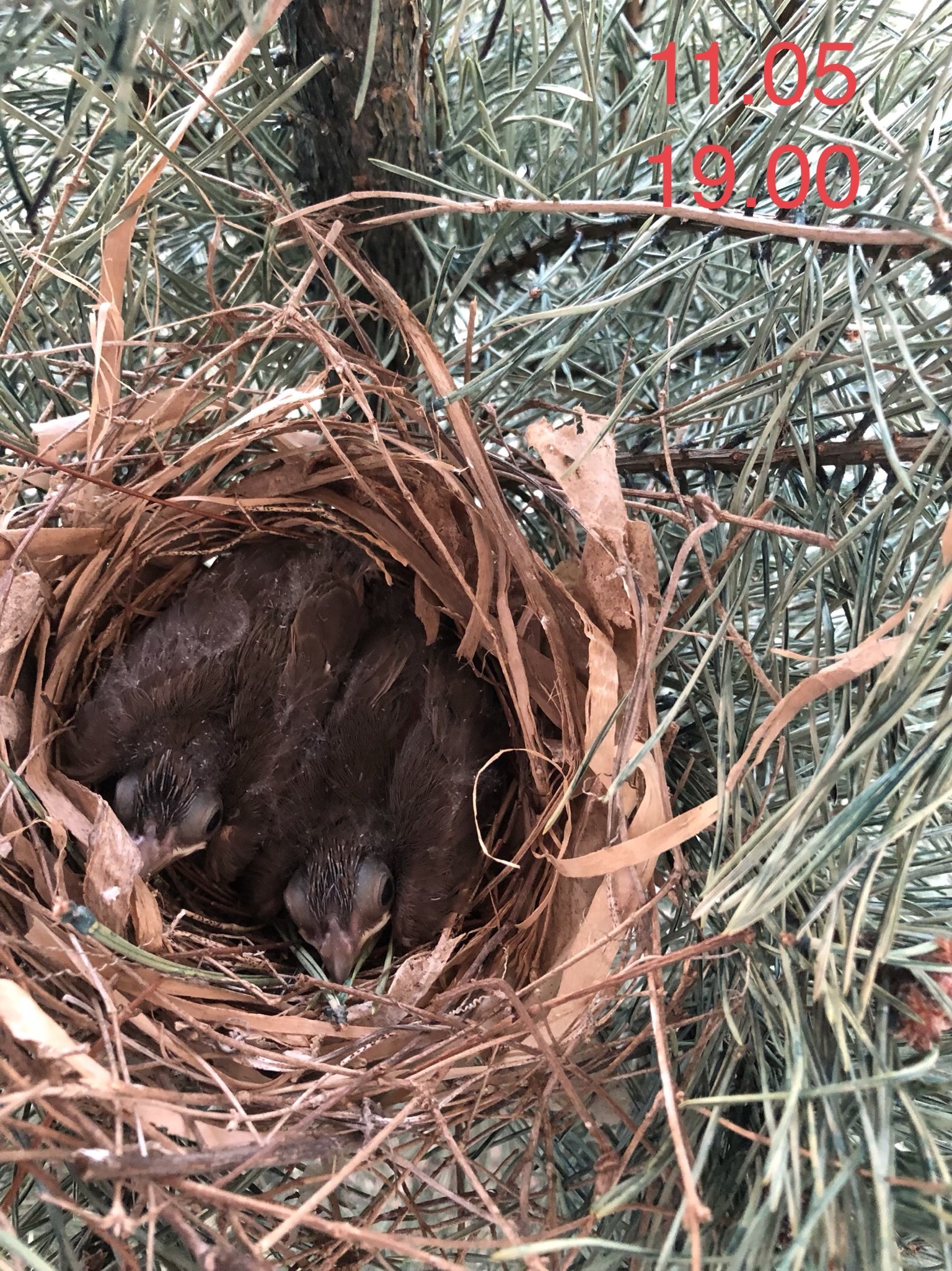 Red cardinal chicks - My, Birds, , Chick, Red Cardinal, Christmas trees, USA, Video, Longpost