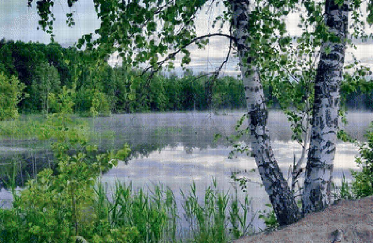 Russian birches - Nature, Birch