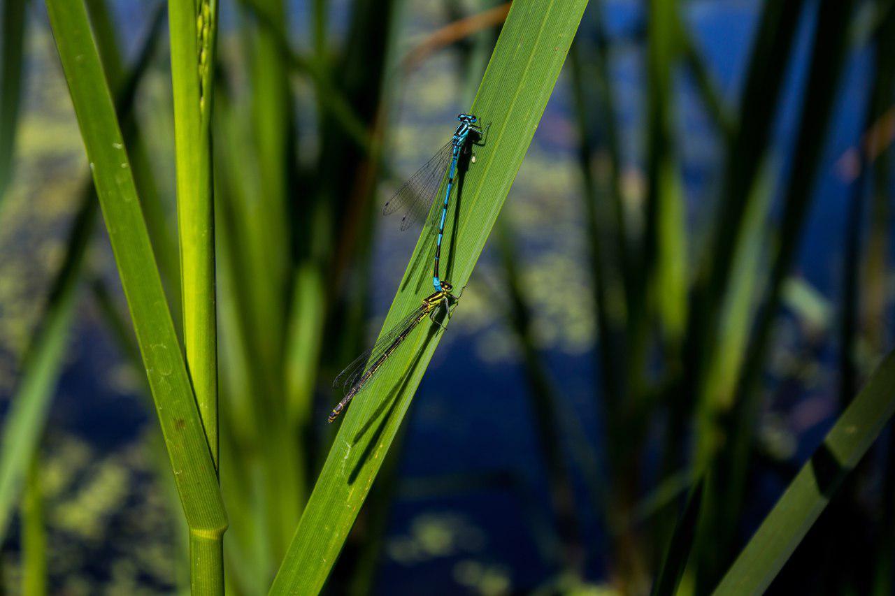 Serenity - Dragonfly, Nature, Serenity, Calmness