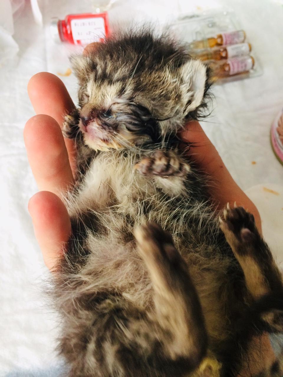 What leads to improper feeding and maintenance of nursing kittens. - My, Kittens, cat, Help, Volunteering, , The photo, Longpost, Saint Petersburg, Helping animals