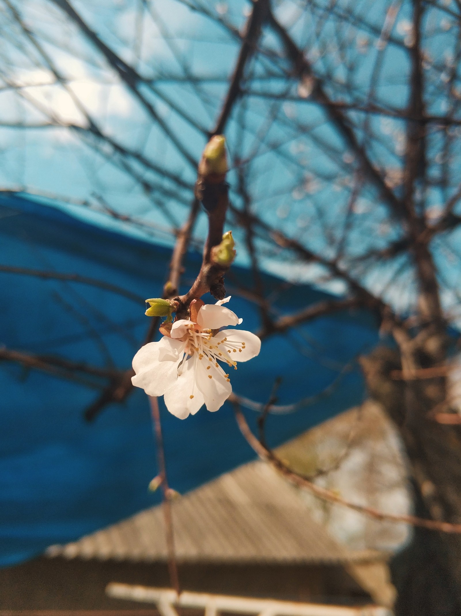 Spring came :) - My, Spring, Apricot, Nature