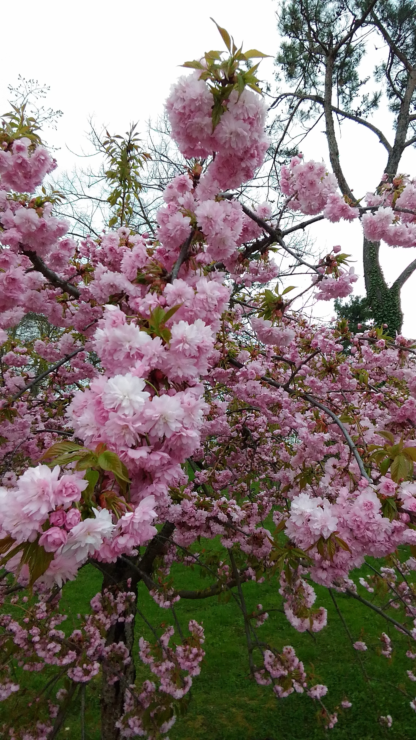 Walk around Novorossiysk - My, The photo, Spring, Novorossiysk, Lake Abrau, Longpost, Nature