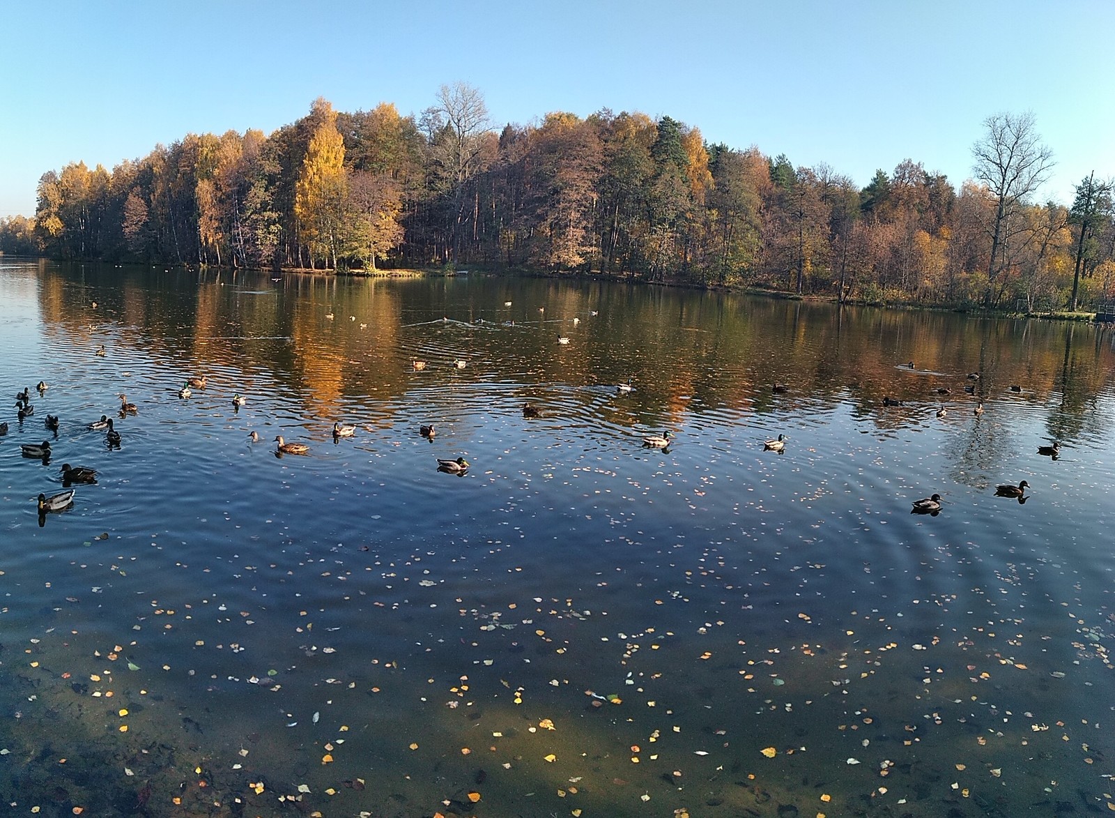 Moscow suburbs - My, Rest, Leaf fall, Peace, Xiaomi, Balashikha, Longpost, Nature, Calmness